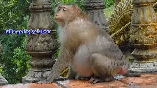 Pregnancy monkey Julla she going to labor - She is so hard to wait her newborn