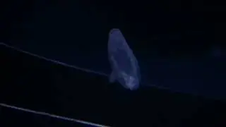 Abyssal comb jelly (Beroe abyssicola)
