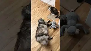 Incredible Size Difference Between These 2 Cats😲