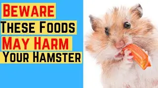 Beware - These Foods May Harm Your Hamster  &hearts;️