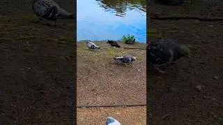 Red vs.White😃Urban Avian Interaction: Pigeons, Moorhen, and Coot in Foraging Display..🍃🍃❤️❤️🍃#nature