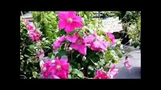 Best Flowering Vines - Clematis Ernest Markham