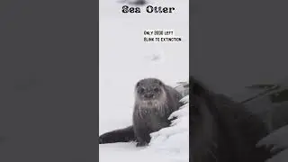 Sea Otter Blink to extinction #cute #otter #animals #endangered #extinction