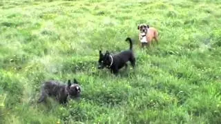 Blue Ridge Canine Academy Trailer