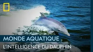 Le dauphin, un chasseur extr&ecirc;mement intelligent