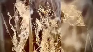 My Haunted House Spider Woman Plasma Spirit Spectral Spider Nest Strung and Spun