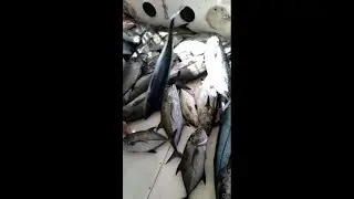 صيد دراك وبياض كميات بالمجرور وشرح مواعيد اكل الاسماك