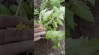 PAMILDORI QISHDA GULASHI QIYIN BO‘LARKAN