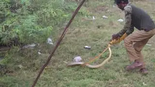 Dance of Two Snakes | Snake Catching Video #snake #snakecatching #snakecatcher #vlog #snakedance