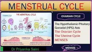 MENSTRUAL CYCLE || EASY EXPLANATION  ||Hypothalamic-Pituitary-Gonadal (HPG) Axis~Dr Priyanka Saini