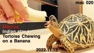 ［Indian Star Tortoise］sexy tortoise biting my banana ［Monroe］