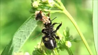 Ambush bug catches bee