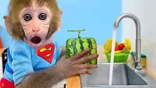 🔴LIVE - Monkey Baby Bon Bon drives a car and plays with puppy and duckling by the track