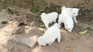 Pomeranian puppy for sale in Kerala malayalam|trivandrum|all india delivery available|Pomeranian 