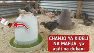 CHANJO ya Kideri na Mafua ya Kuku | Dawa za Dukani na Tiba za Asili
