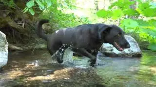 #summer #dogs #summercamp #fun #roadtrip #dog #dogvideos #lovedogs #dogworld #packwalk #alldoglovers