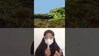 ADA KODOK RAKSASA YANG LAPAR DI DALAM HUTAN ‼️ @zackdfilms