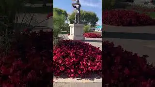 Beautiful flowers here at 🇨🇦🇨🇦 #viral #flowers #canada #shorts #youtubeshorts