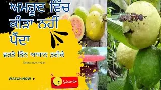 ਅਮਰੂਦ ਵਿੱਚ ਕੀੜਾ ਨਹੀਂ ਪੈਂਦਾ ਵਰਤੋ ਇਹ ਆਸਾਨ ਤਰੀਕੇ#viral #guavatree #shortvideo #shorts #video #garden