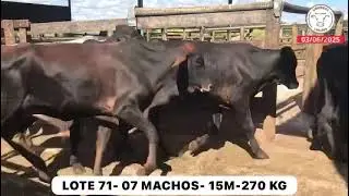 LOTE 71- 07 MACHOS- 15M-270 KG