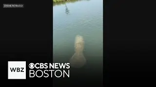 Manatee spotted in Cape Cod as wildlife officials look to rescue the animal