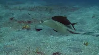 Stingray comes under the sand come from and swims away 🔴