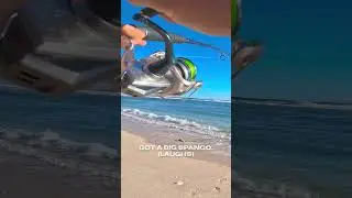 How to catch Spangled Emperor on lures 🎣 #spangledemperor #shorts #lurefishing