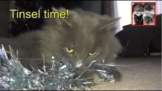 Tinsel time! Playing with ragdoll cats! #catvideos #cutecats #ragdolls #christmas