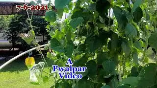 Pwalpar VLOG & Medical Update 7 6 2021