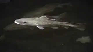 La morue de l'Atlantique (15 secondes)