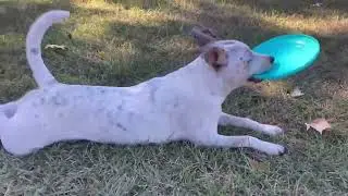 Meet Jojo a Australian Cattle Dog currently available for adoption! 1/3/2026 3:56:12 PM