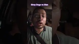 Supreme court on stray dogs, is it worth doing this? ||Will dogs not stay on the road now? #stray...