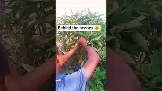 Behind the scenes of my bitter leaf tonner video #diycrafts #diyprojects #skincareroutine #viral