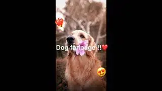 #foryou #fyp #foryoupage #dog #edits #ilovedog #dogs #ilove #foryou #dogsforyou