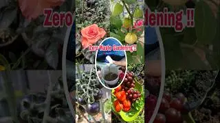 Your Trash is Actually Magic Fertilizer in Disguise!  #organicfertilizer #gardening #shortviral