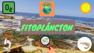 Fitoplâncton! O que é? Qual sua importância?