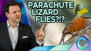 Parachute Lizard Flies!? l Genesis Science Network Kid's Science Corner with David Rives