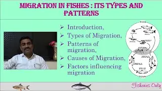 Migration in fishes: It’s Types and Patterns