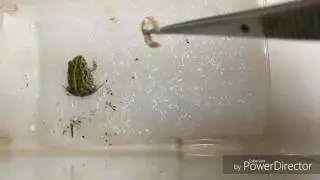Little African Bullfrog feeding time.