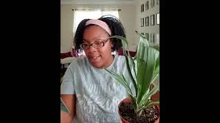 The HousePlant  Shop Unboxing  ep.2 Dracenia White Jewel