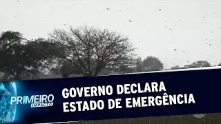 Nuvem de gafanhotos leva Governo a declarar estado de emergência | Primeiro Impacto (25/06/20)