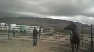 Phin- FearLis Horsemanship Extreme Mustang Makeover, Nampa ID