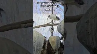 The Sacred Ibis are very quiet birds!