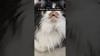 poor guy is just buffering 😸😹😹 #cats #shorts