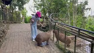 Capybara wow 😮 #viral  #shortsvideo  #2023  #fypシ  #youtubeshorts  #shortsviral  #enjoy