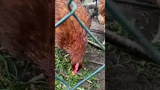 Chickens sounds🐓 #chicken #sound #chikenz