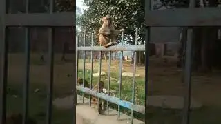baby monkey playing in garden #monkey #animalworld #youtubeshorts