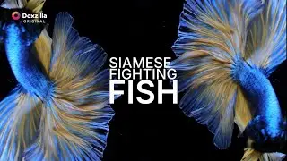 Siamese Fighting Fish | Next Step Studios