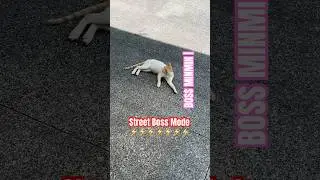 This Cat Means Business | Street Boss Mode Activated | SUBSCRIBE #minmin  #shorts #shortsviral