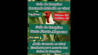 🎼Galo de Campina 